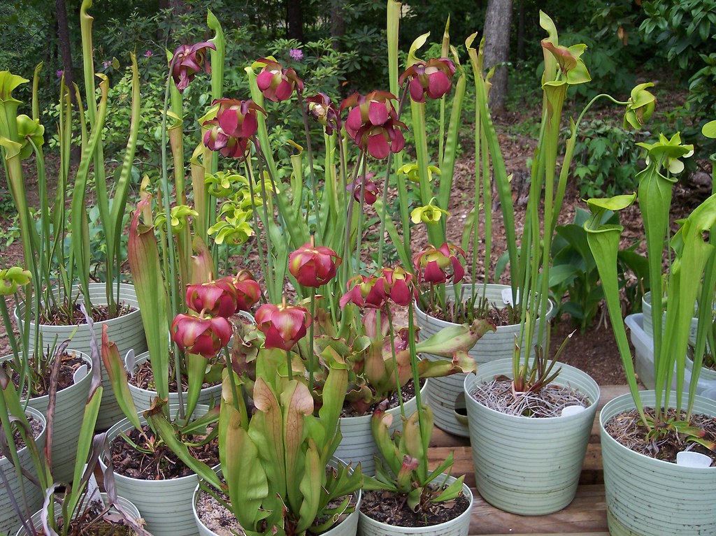 Pitcher plant Sarracenia care and culture Travaldo's blog