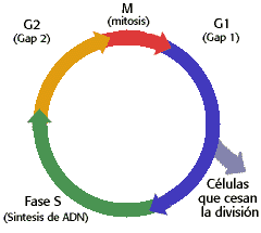 ciclo celular
