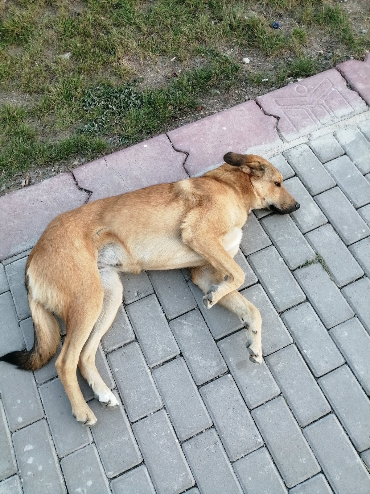 CANCAN