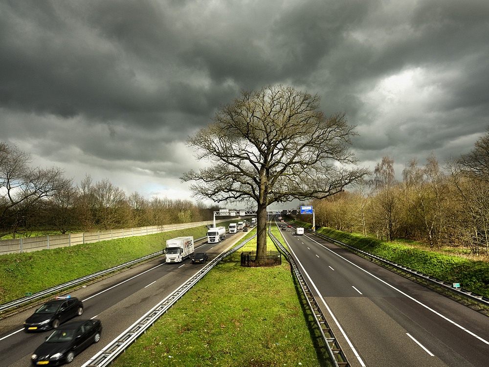 european-tree-of-the-year-5