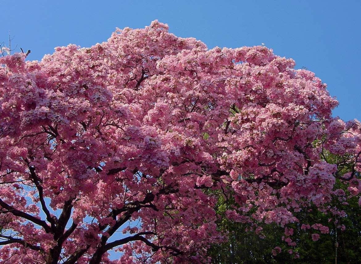Цветущие деревья фото с названиями. Табебуйя бонсай. Жакаранда бонсай. Дерево вишня розовоцветущая. Розовое дерево Aniba rosaeodora.