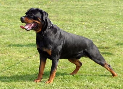 Taking Care and also Train Rottweiler Dog | Dog Training