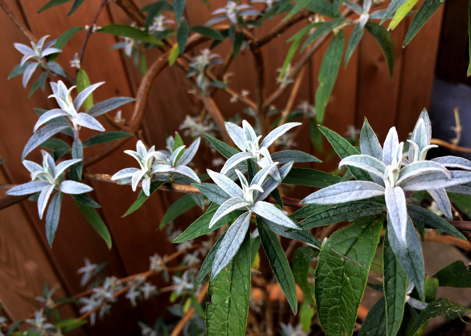 Gardener S Word Pruning Buddleia Davidii Empire Blue And Nanho