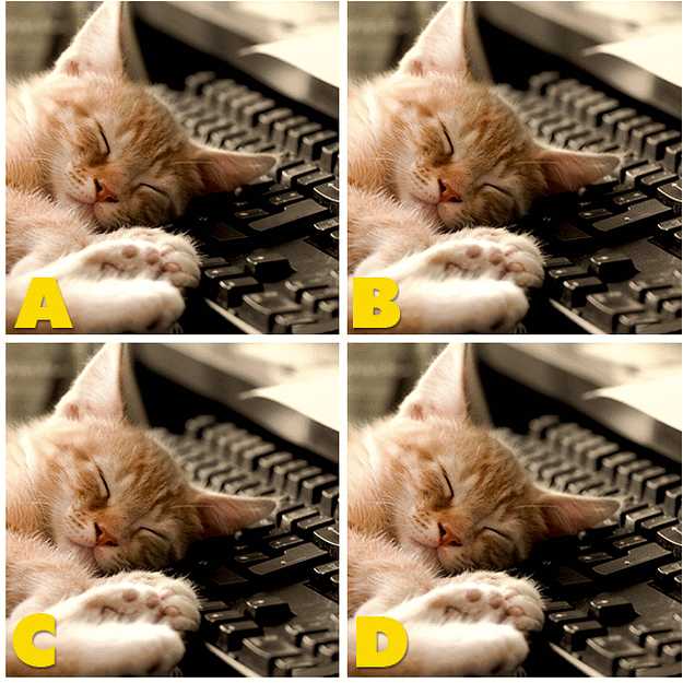 Quiz Diva Kitty Difference Answers