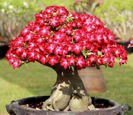 Mengenal Bonsai Adenium Sang Mawar Gurun 