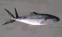 Streaked Seerfish