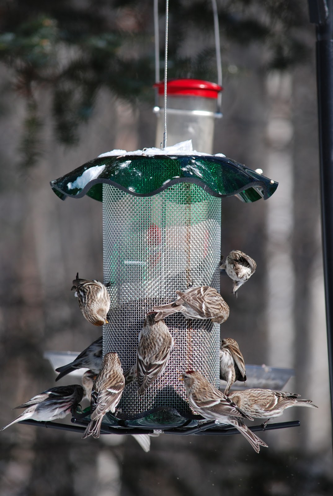 Minnesota Birdnerd Winter Birds Part 1