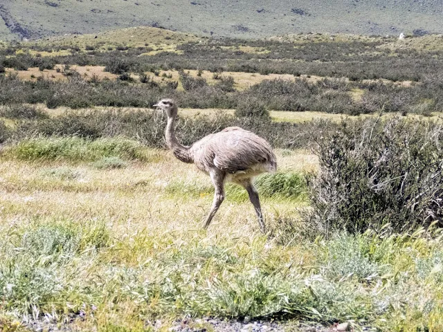 Birds of Patagonia: Rhea in Torres del Paine National Park in Chile