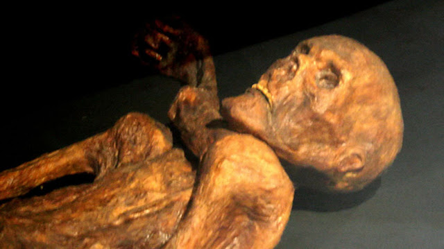 Мумия «Отци» — охотника, погибшего в Альпах 5300 лет назад.