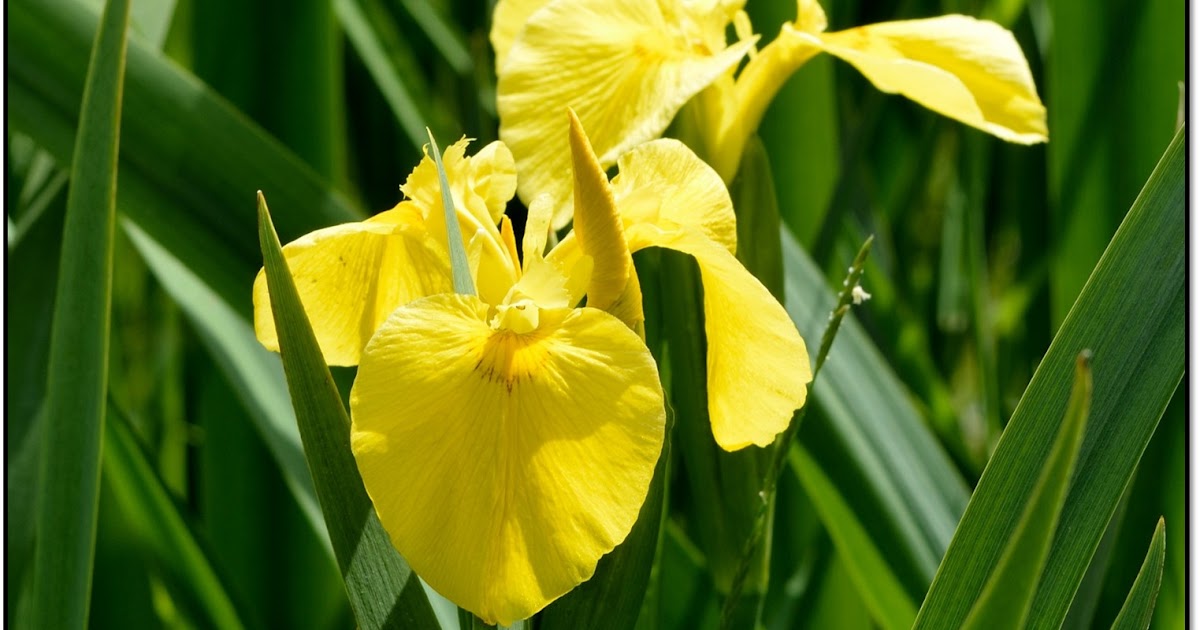 *** Flores y Bichos ***: Iris pseudacorus - Lirio de los pantanos en la  Montaña Oriental Leonesa