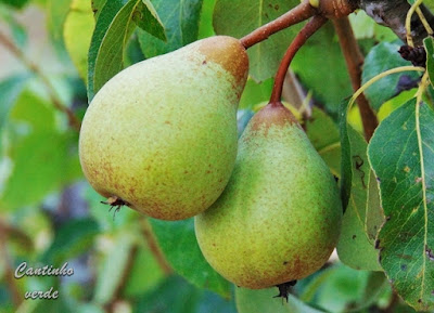 Cultivo da pereira - Pyrus communis