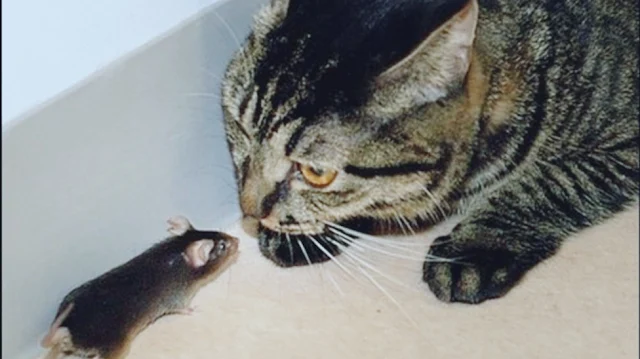 القط والفأر واسرار الكره بينهم
