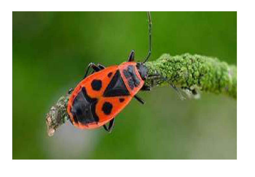 жук клоп солдатик красный. красноклоп солдатик. красноклоп бескрылый. красноклоп бескрылый. красноклоп бескрылый.