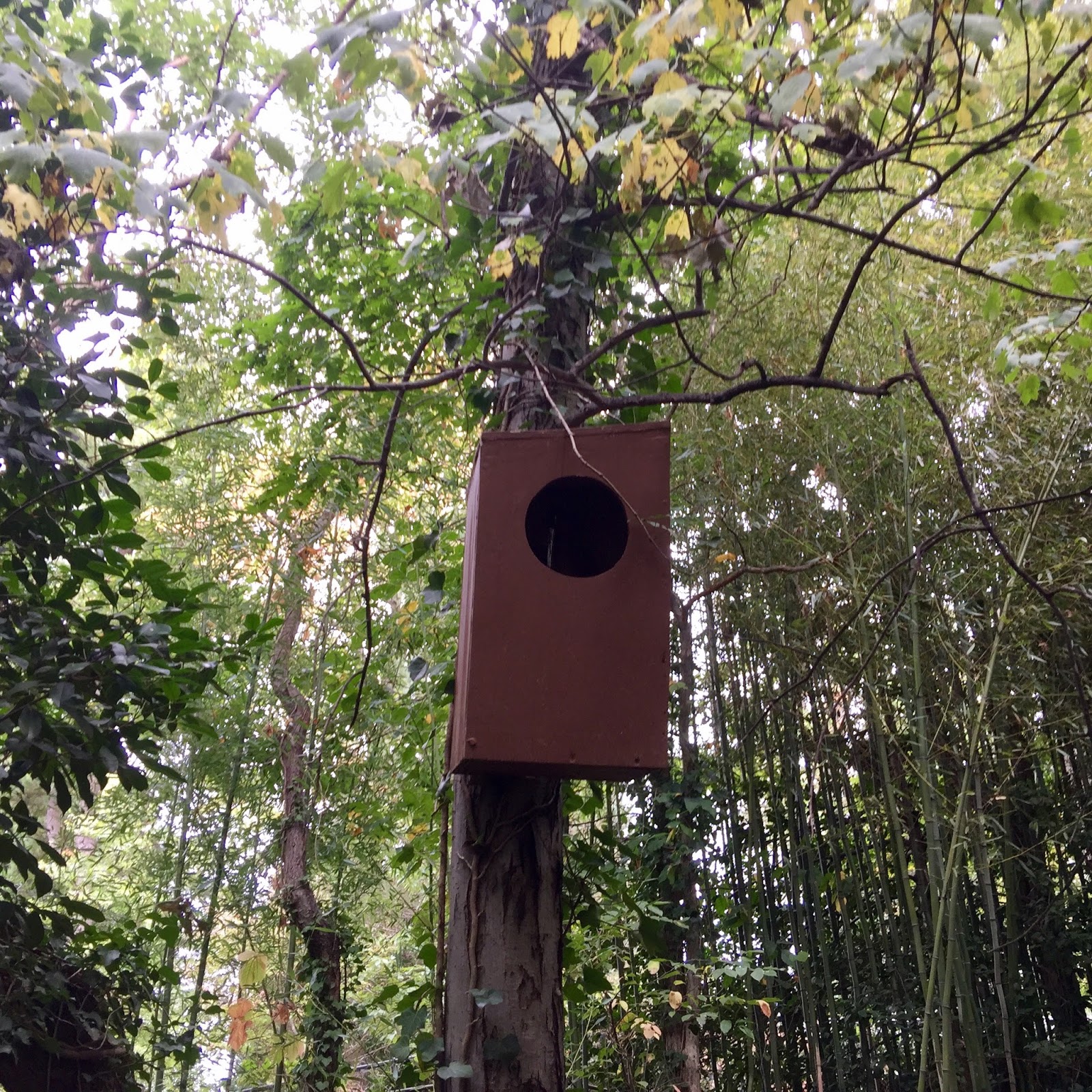 Terrierman's Daily Dose Back Yard Owl Box