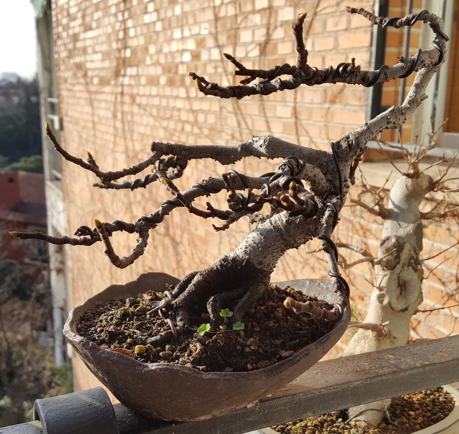 Orea Bonsai Higuera de colección en kurama de mi creación