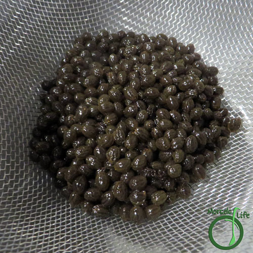 Morsels of Life - Papaya Pepper Step 3 - Strain seeds and place on a tray to dry. I dried the seeds in an oven set at 200F, and it took about 2 hours. Once the seeds are dry, they're ready to use!