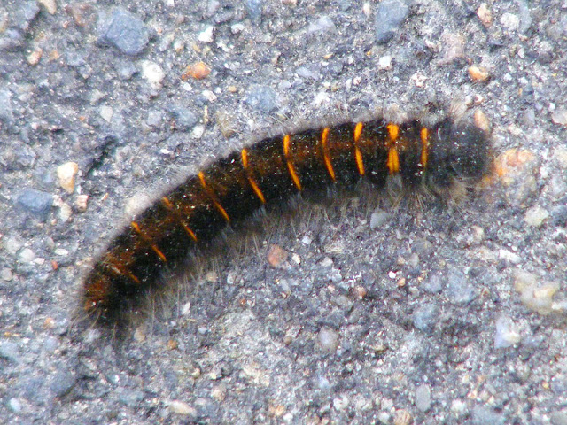 Fox moth Macrothylacia rubi caterpillar. Indre et Loire. France. Photo by Loire Valley Time Travel.