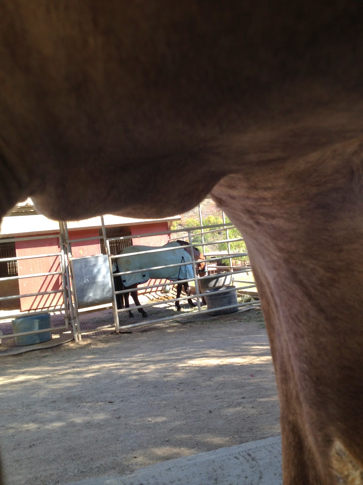 Diary of a Wild Horse