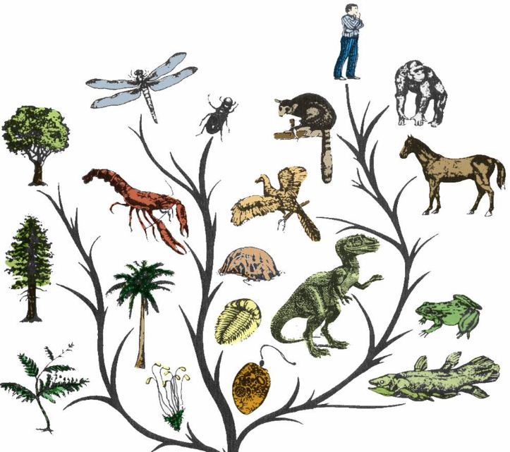 Adanya Variasi Induvidu Merupakan Fakta Langsung Terjadinya Evolusi Penjelasan Yang Tepat Tentang Hubungan Variasi Induvidu Dengan Evolusi Adalah Blog Pak Pandani