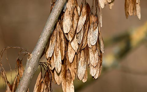 Ash trees produce stress crops when infested and dying from an emerald ash borer attack