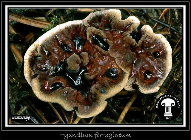 Hydnellum ferrugineum (Fr.) P. Karst.