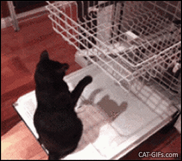 Funny Cat GIF • Black cat playing hard with the dishwasher. Purrfect endless game for playful cats Funny Cat GIF • Black cat playing hard with the dishwasher. Purrfect endless game for playful cats