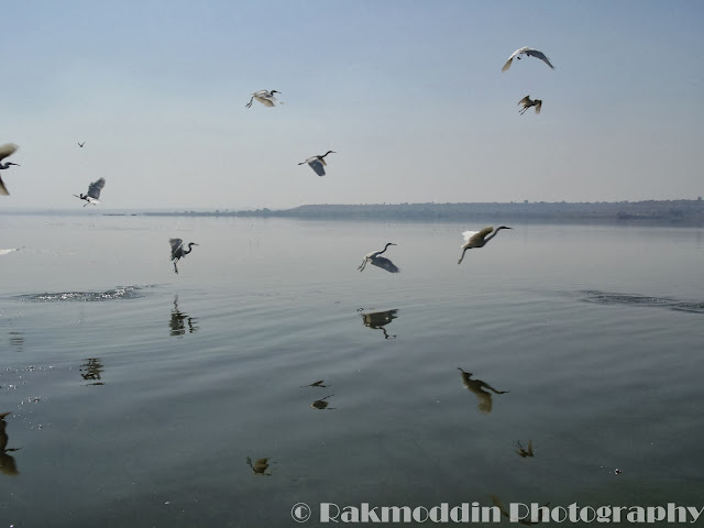 Migrated bird watching at Bhigwan kumbargaon - Simply amazing experience