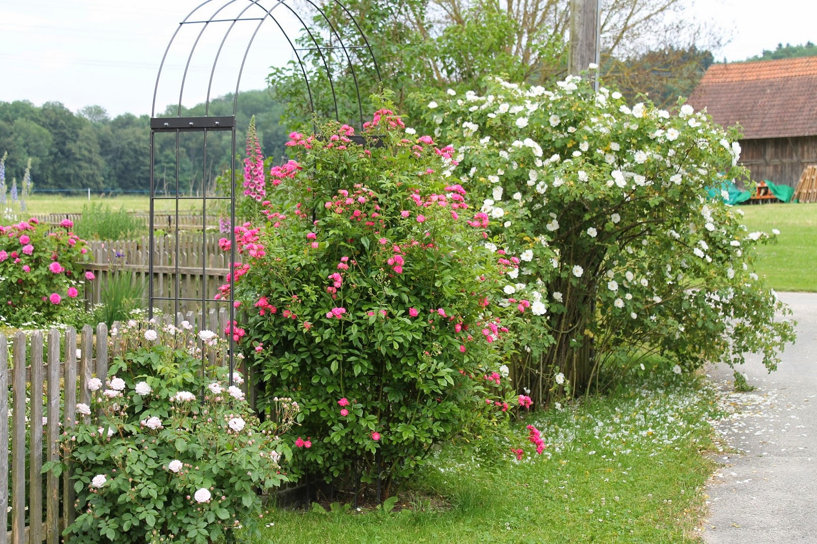 Belles Fleurs Garten, Haus, Natur Rosige Zeiten