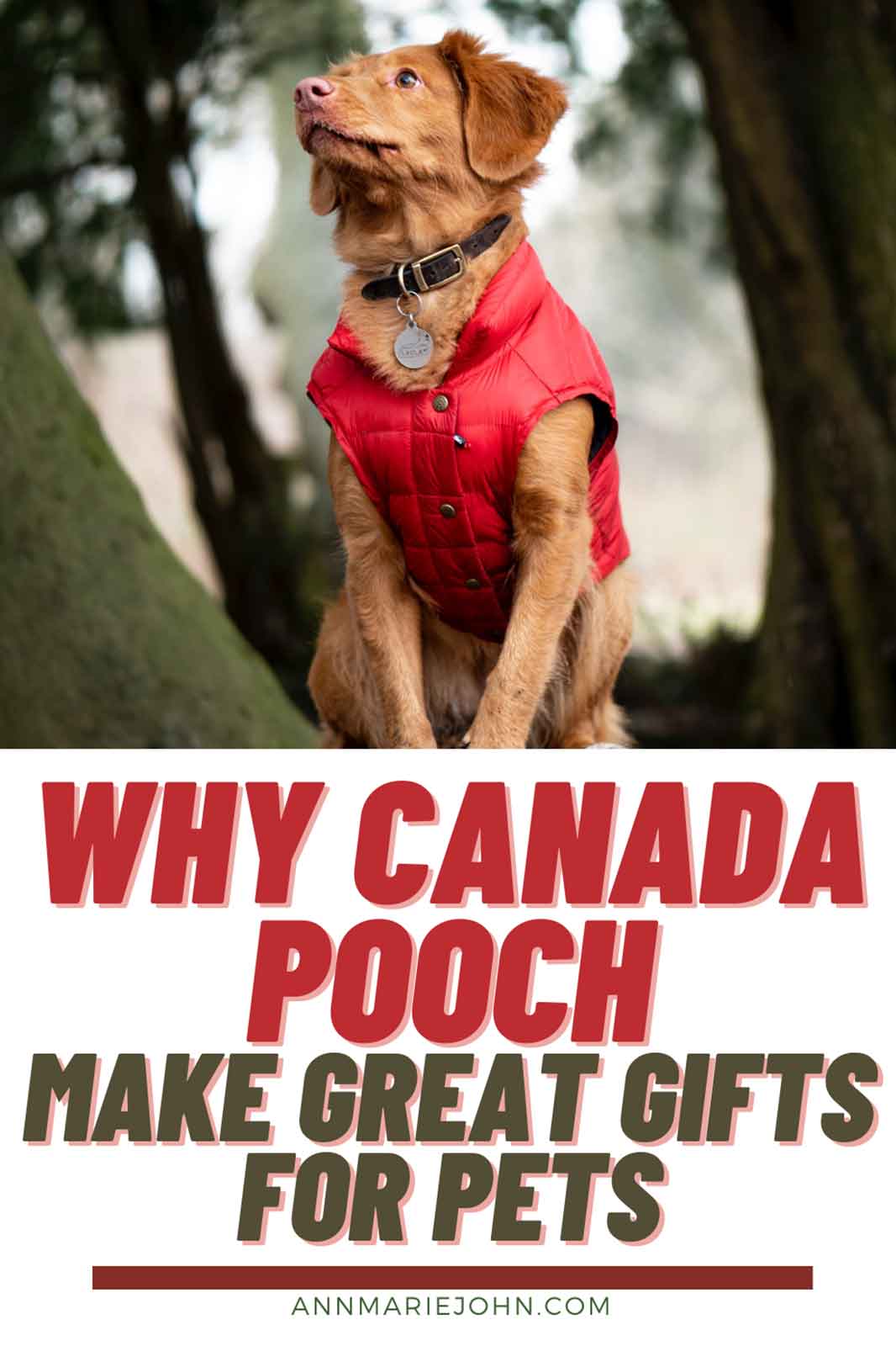 Why Canada Pooch Make Great Gifts For Pets