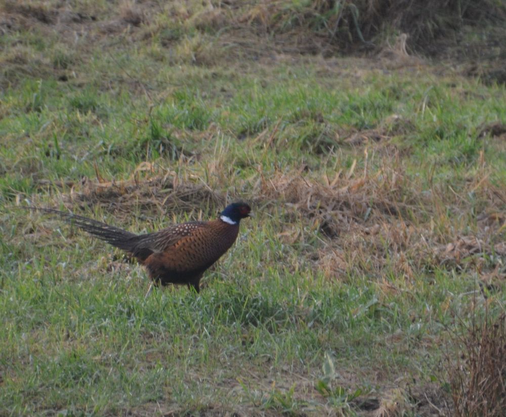 Gartenwildnis Turmfalke und Fasane im Garten