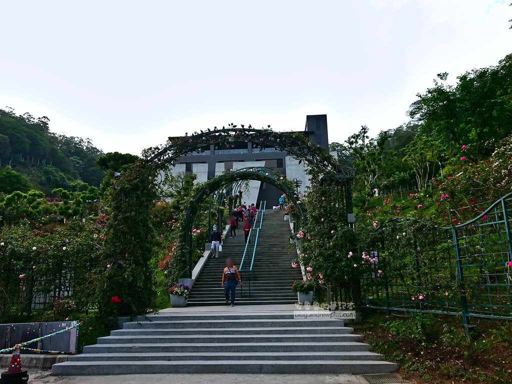 苗栗景點,雅聞七里香玫瑰森林,苗栗親子旅遊