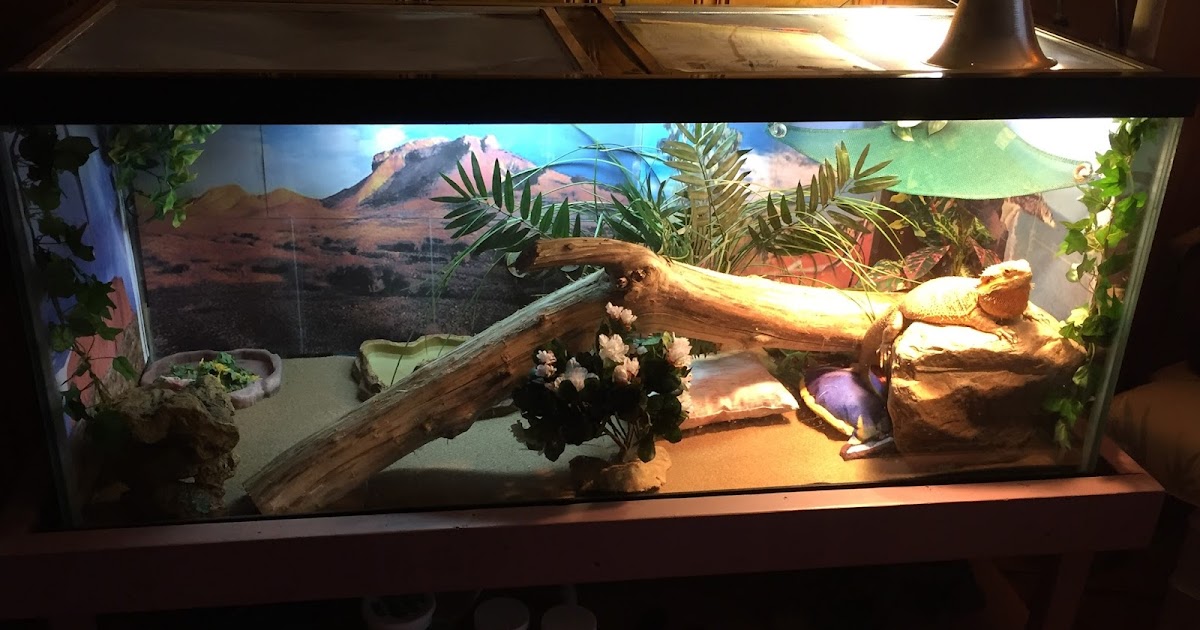 bearded-dragon-cargo