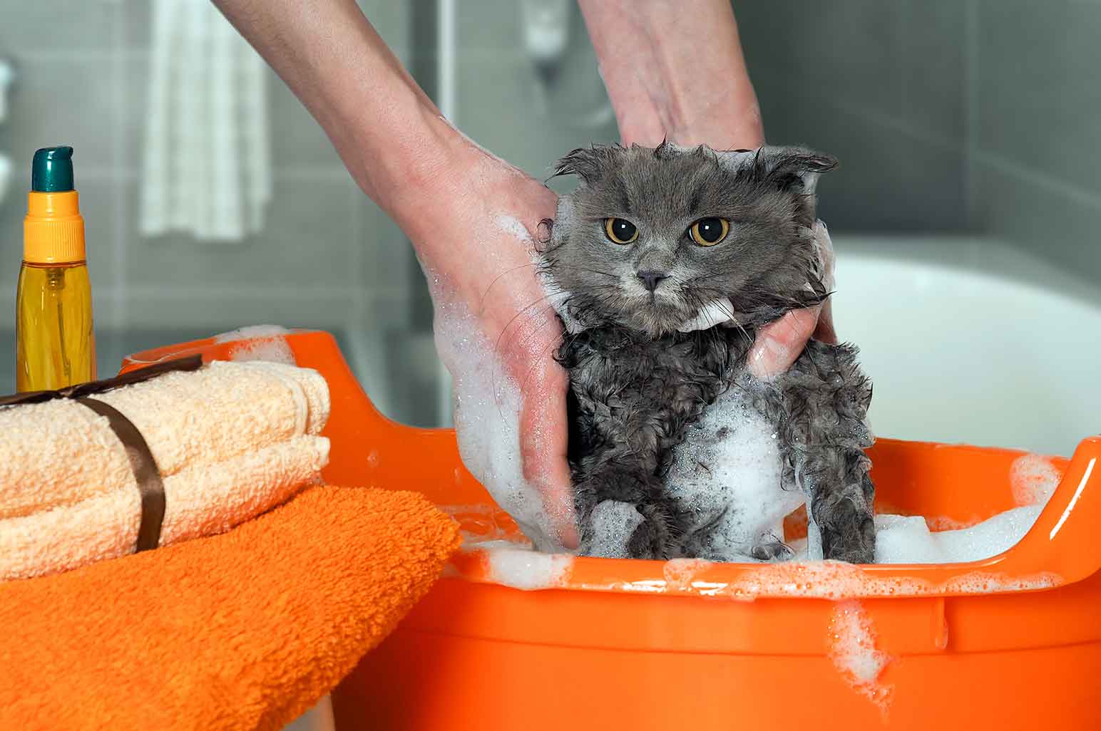 How To Find The Right Shampoo For Your Pet