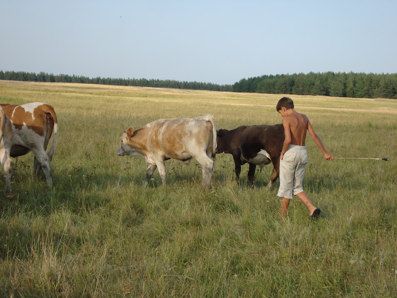 Гонять телят значение. Студентка пасет коров. Картинки в деревне выгон коров.