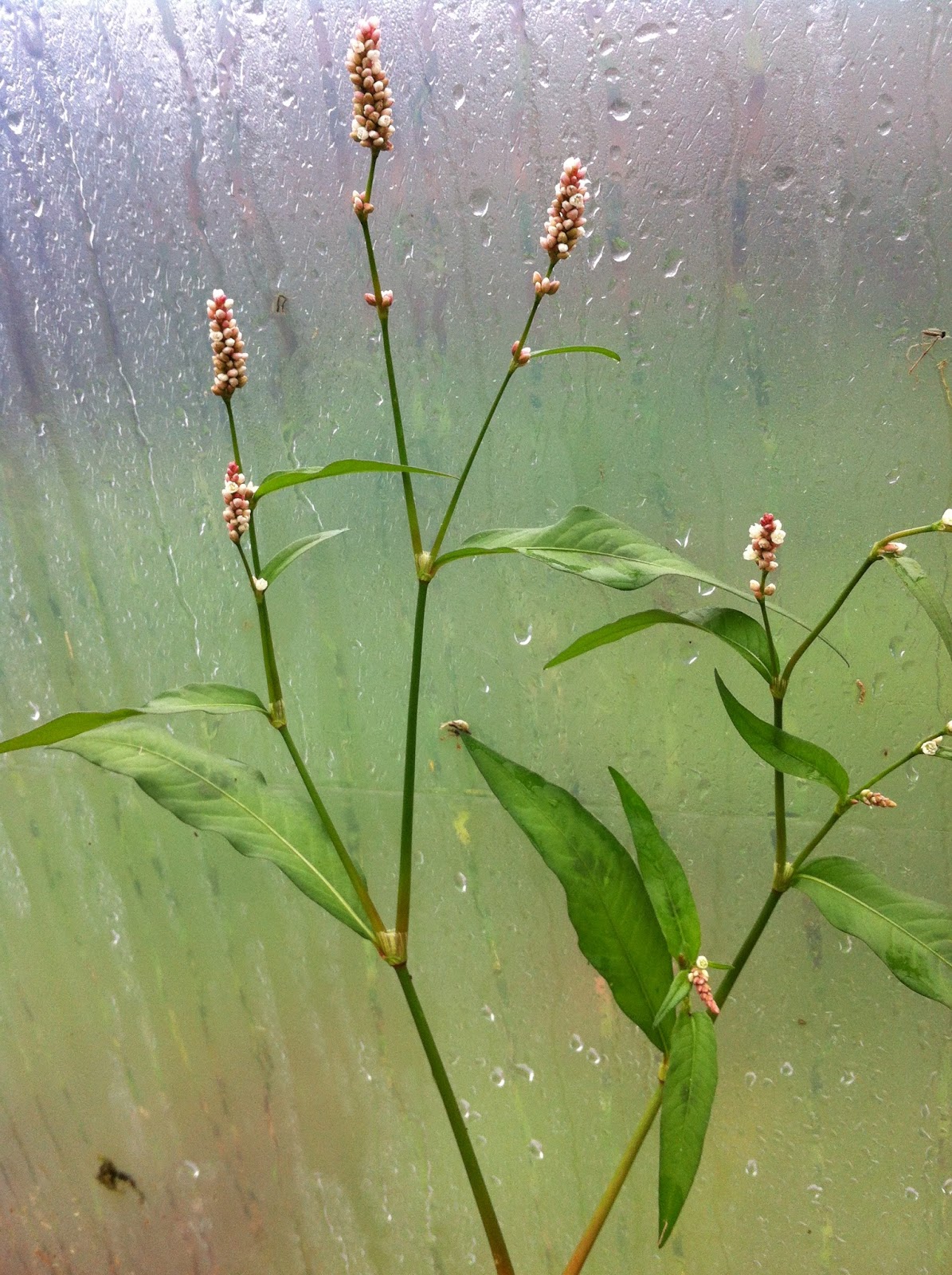 Raw Edible Plants Bistort (Polygonum bistorta)