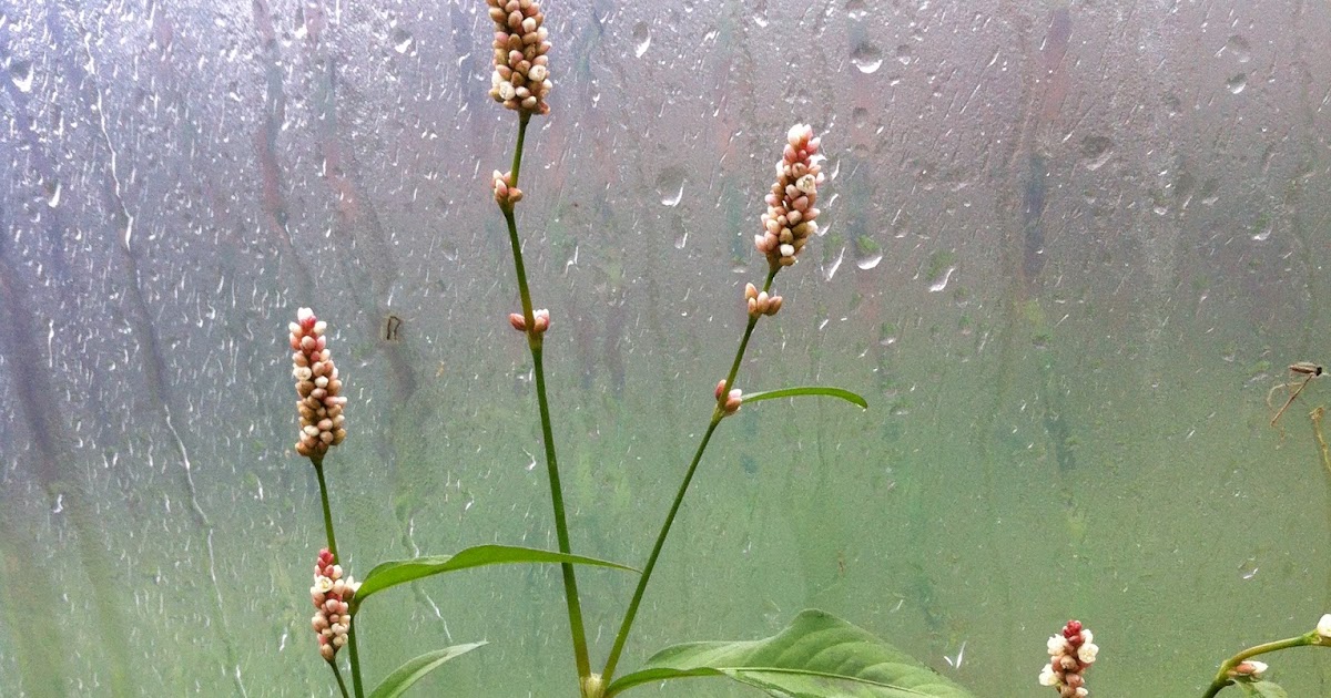 Raw Edible Plants Bistort (Polygonum bistorta)