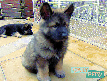 Dogs Info: German Shepherd Puppy 2013