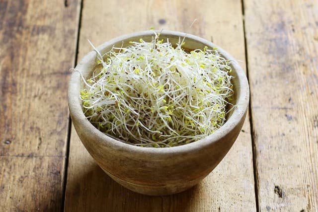 Alfalfa là gì ? Lợi ích và tác dụng phụ Alfalfa là gì ? Lợi ích và tác dụng phụ