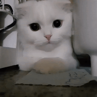 10+ Funny Cats And Dogs Gifs Pics