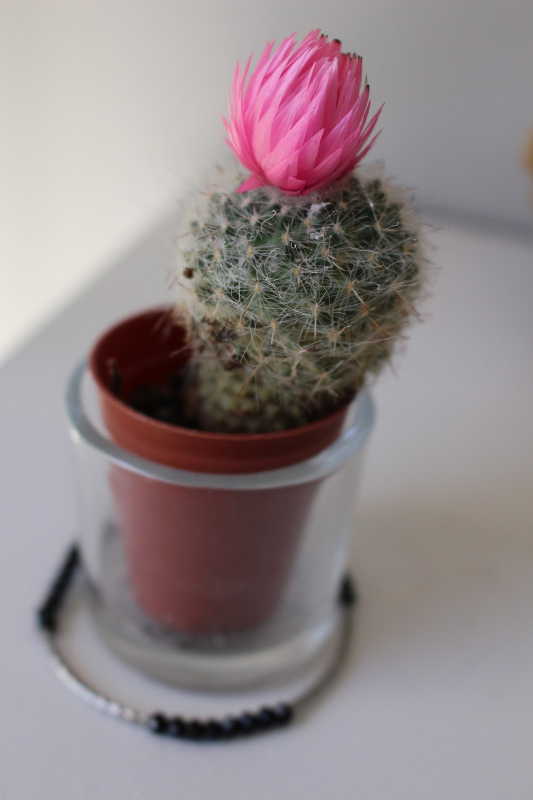 The type Cam Plants Conserve Water By You must look All
