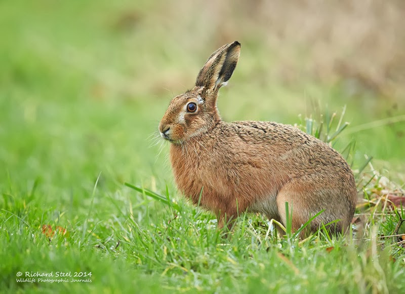 Wildlife Photographic Journals: A Tale of Two Hares