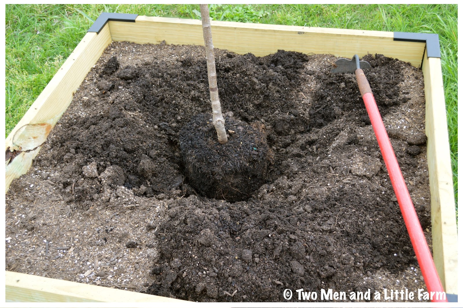 Two Men and a Little Farm FRUIT TREES PLANTED IN RAISED BED ORCHARD