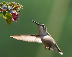 hummingbirds hummingbird fly birds backward while flight facts acravan five wings fluttering hover way amazing