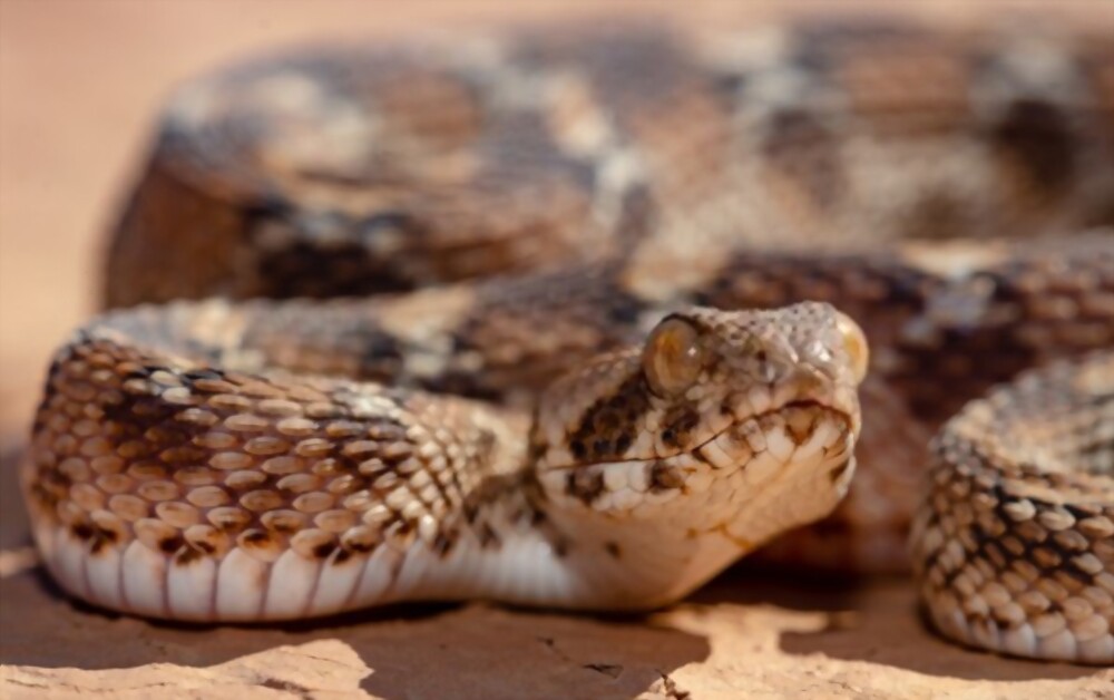 Indian Saw-Scaled Viper: Most beautiful and deadly animal in the world