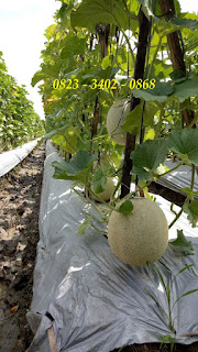 Cara Budidaya Melon Melimpah Ruah Ala NASA Cara Budidaya Melon Melimpah Ruah Ala NASA