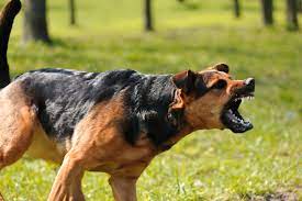 Training an Aggressive Dog