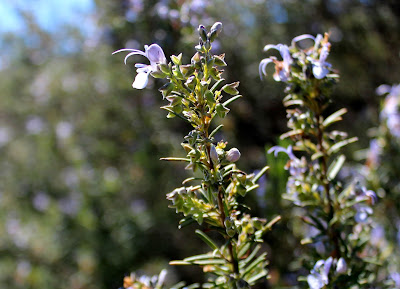 Romero en flor