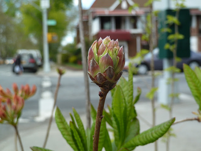 Rhododendron bud late April in Brooklyn