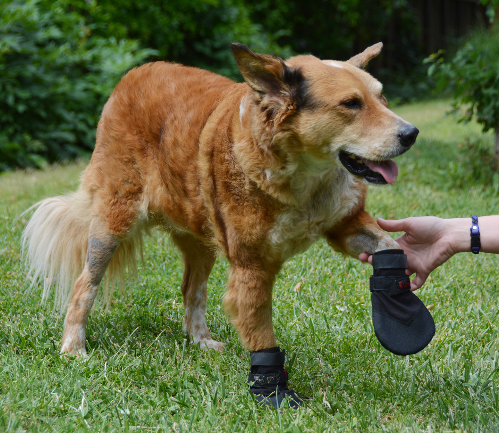 The Dog Geek: Product Review: Ultra Paws Durable Dog Boots