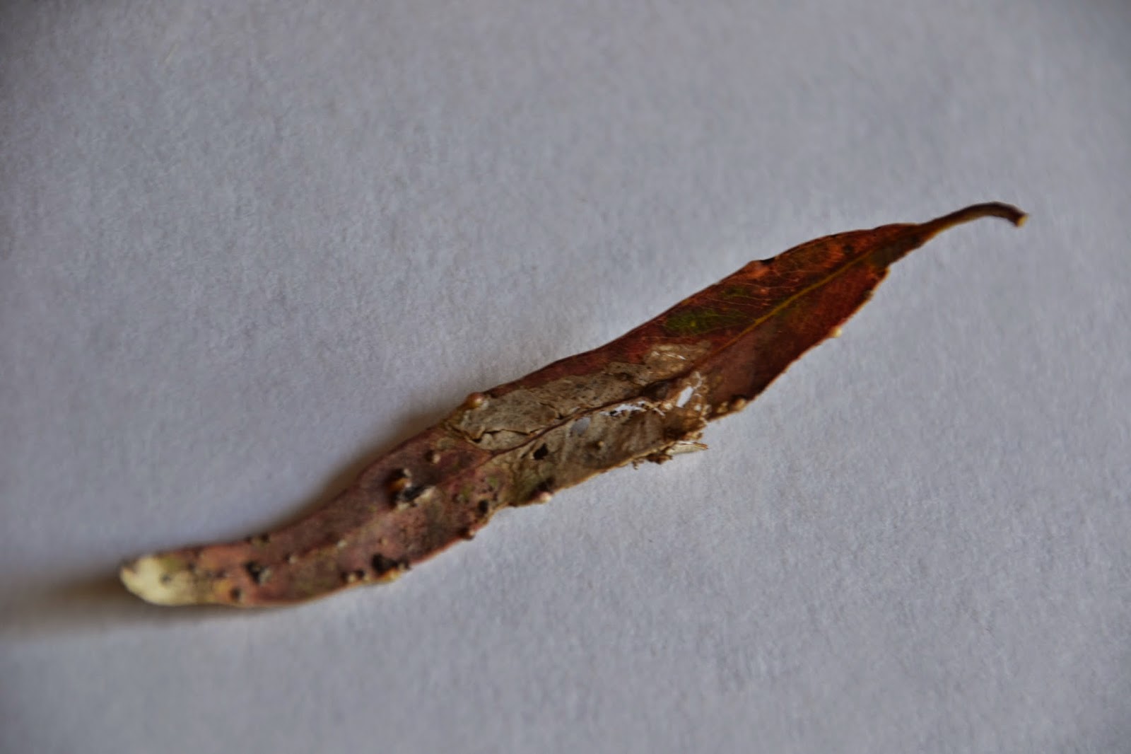 Art&Design Journal : Leaves and chunks of branches